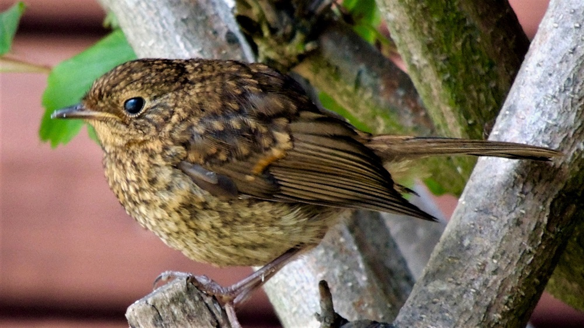 Robin
Erithacus rubecula
