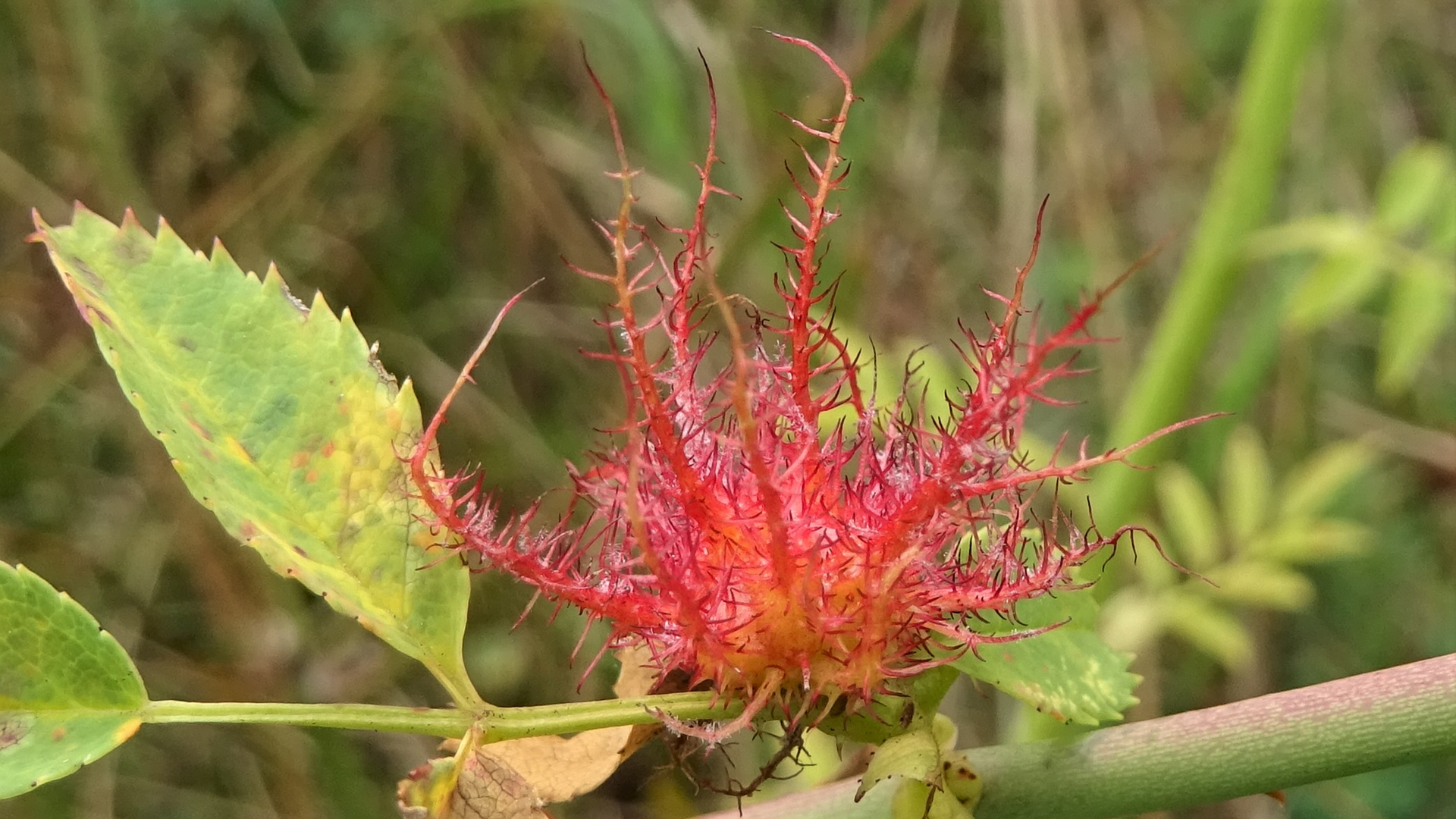 Robin's Pincushion
Diplolepis rosae