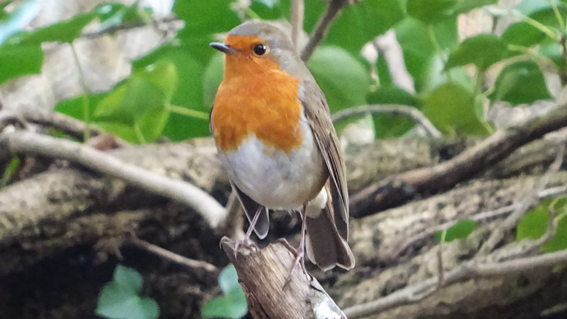 Robin