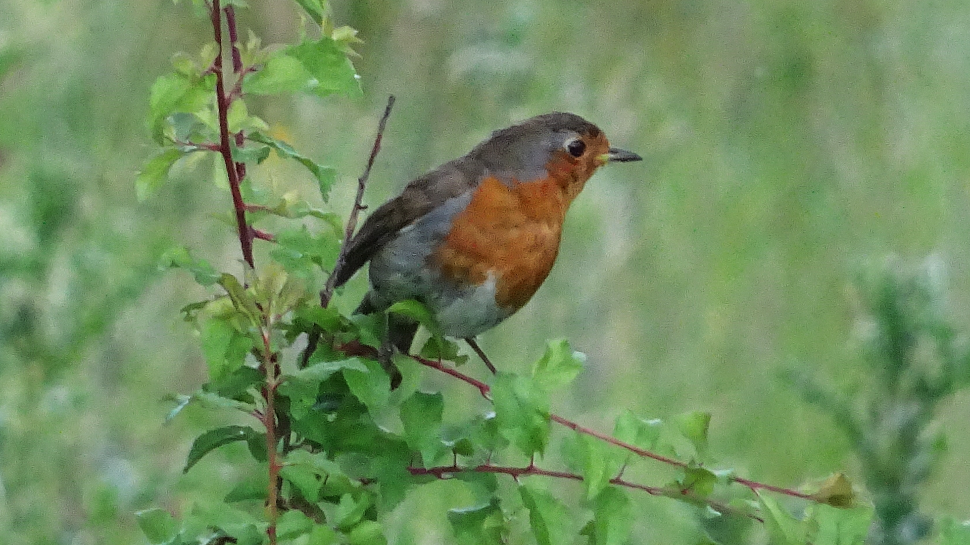 robin