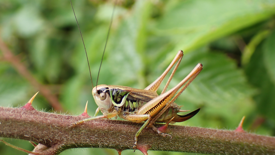 Roesel's Bush Cricket
Metrioptera roeselii