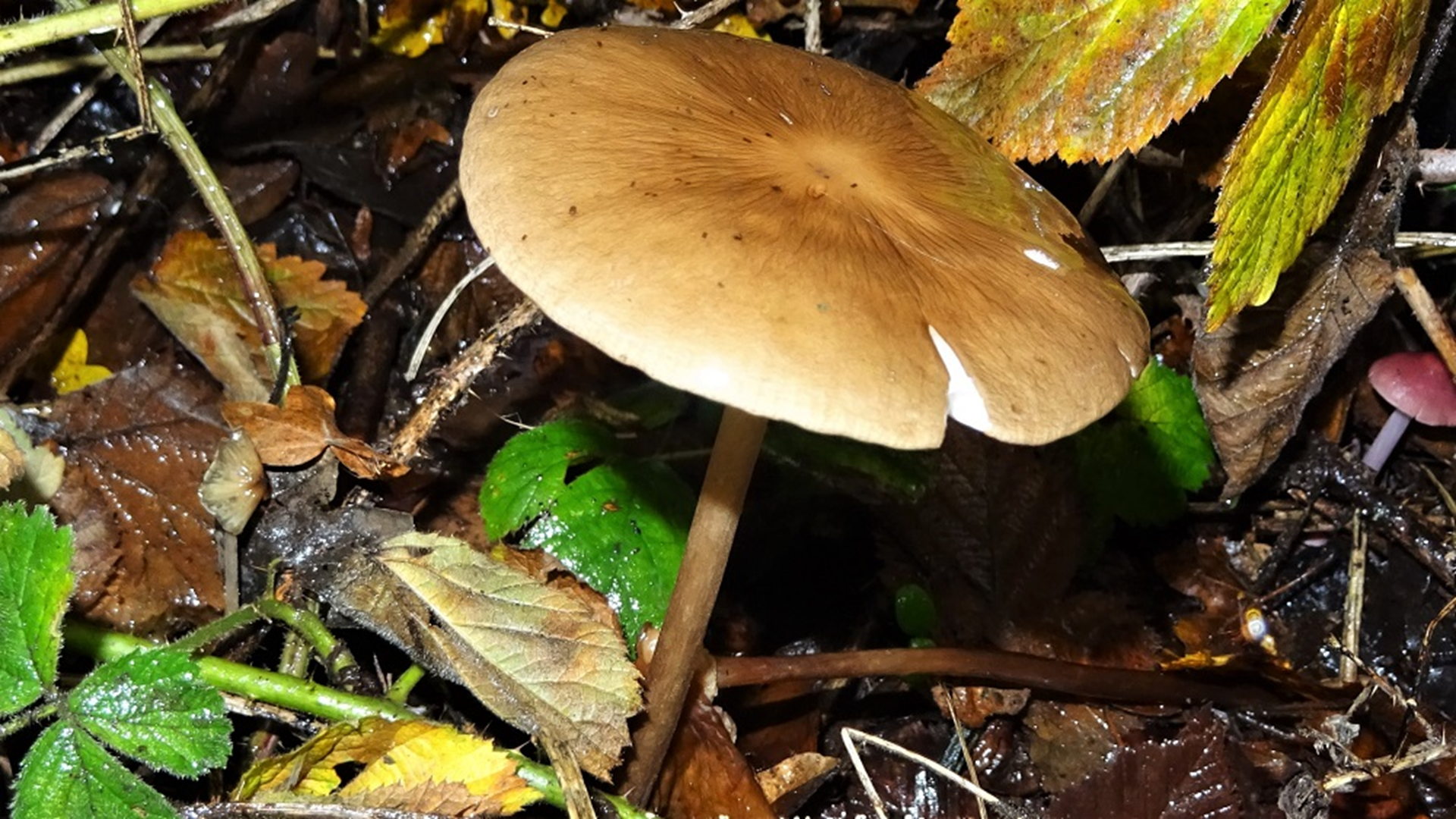 Rooting Shank
Xerula radicata