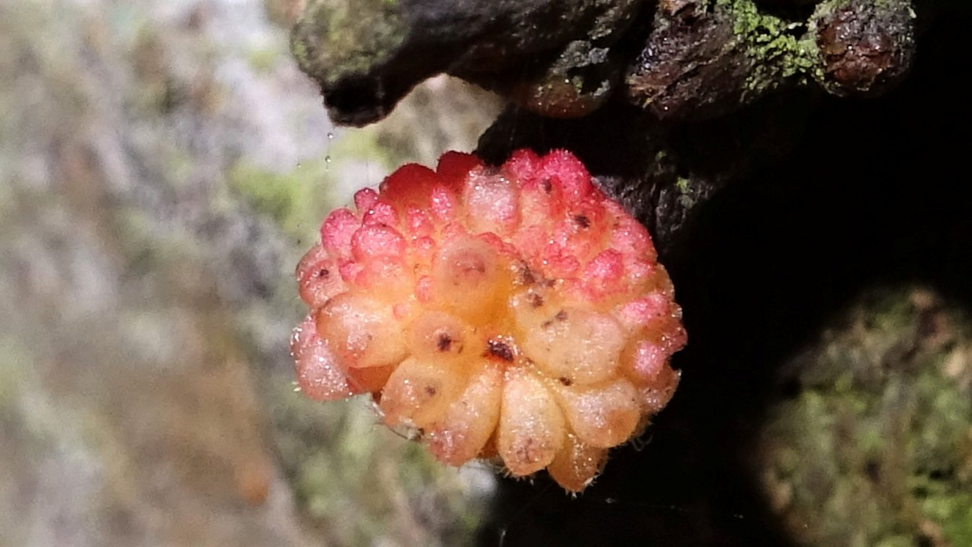 Rose bud Gall
Andricus gemmeus