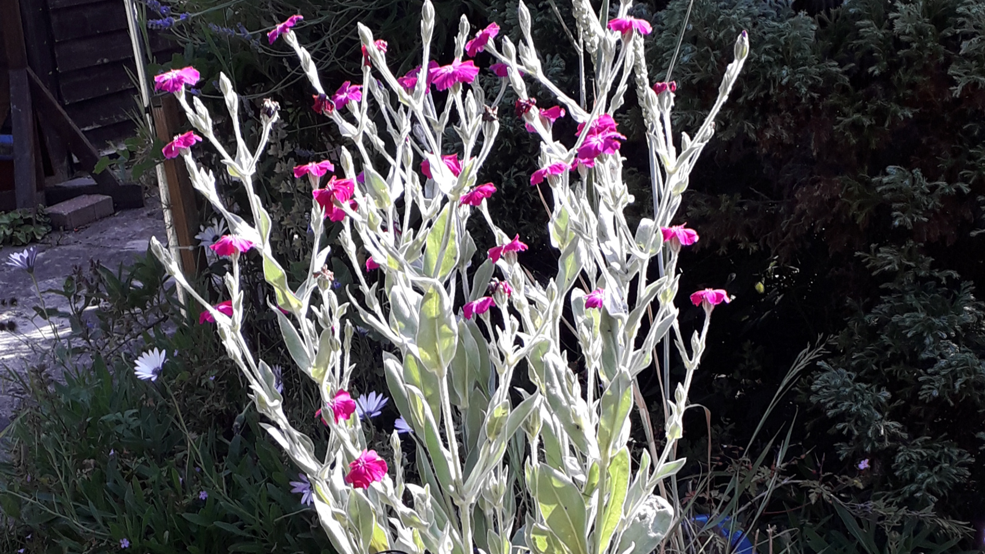 Rose Campion
﻿Silene coronaria