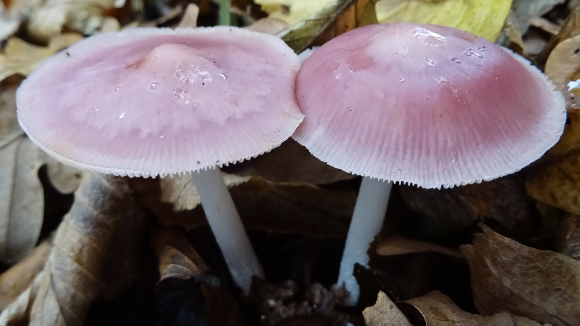 Rosy Bonnet
Mycena rosea