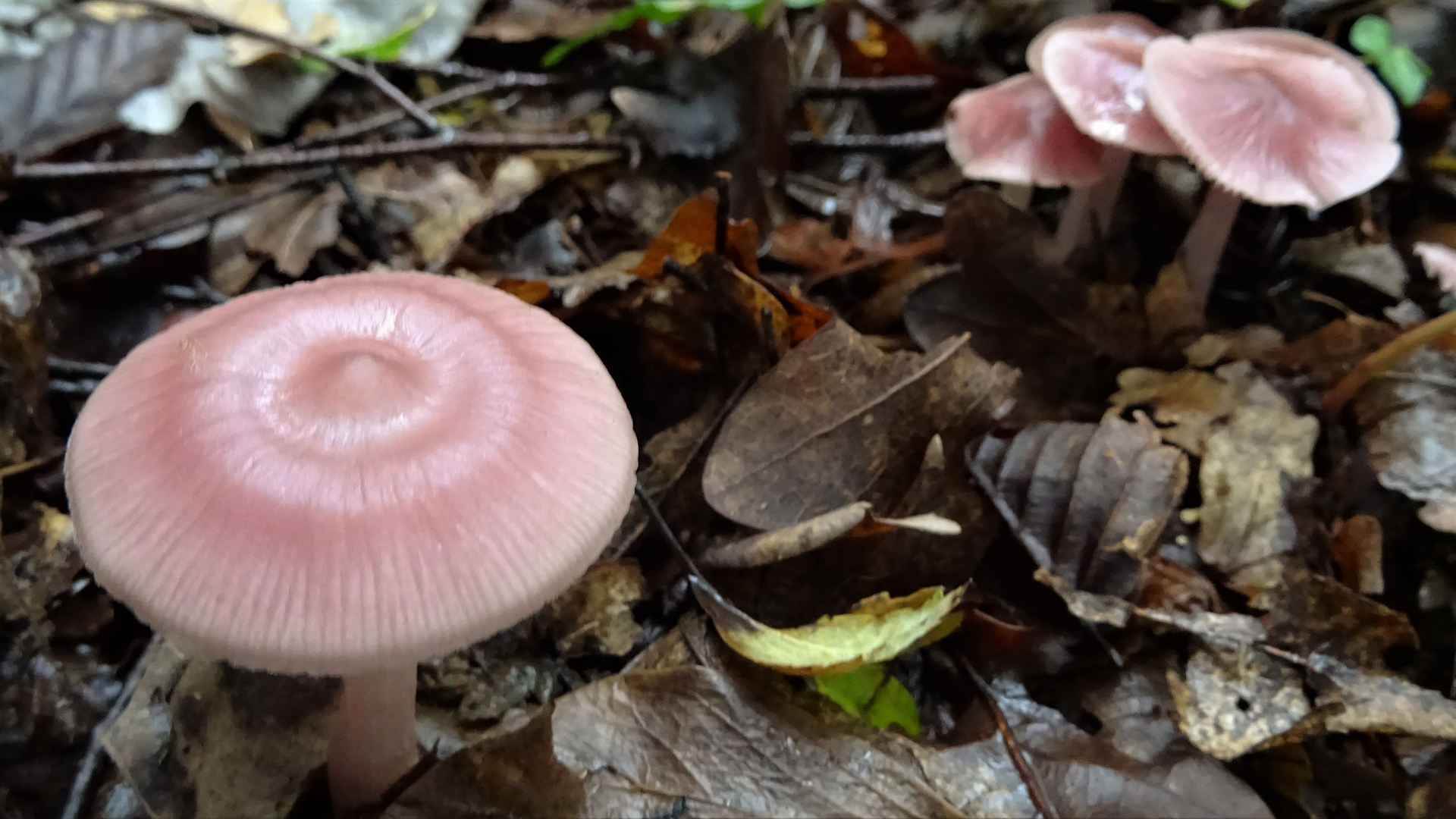 Rosy Bonnet
Mycena rosae