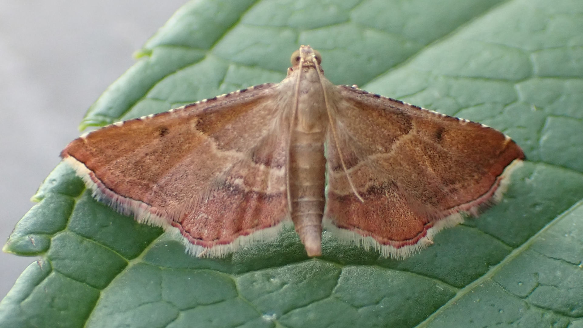 Rosy Tabby
Endotricha flammealis