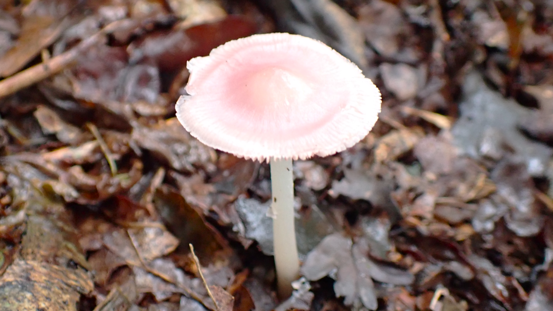 Rosy Bonnet 