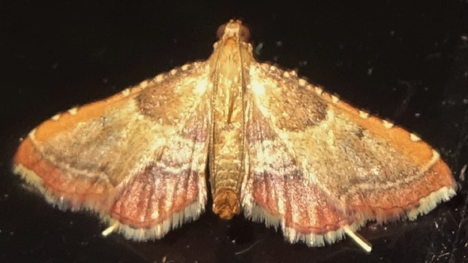 Endotricha flammealis