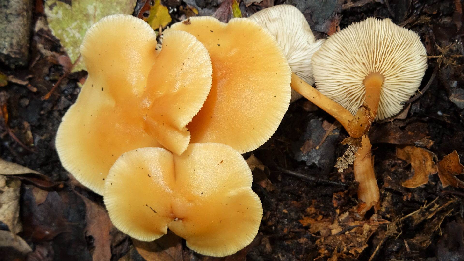 Russet Toughshank
Collybia dryophila