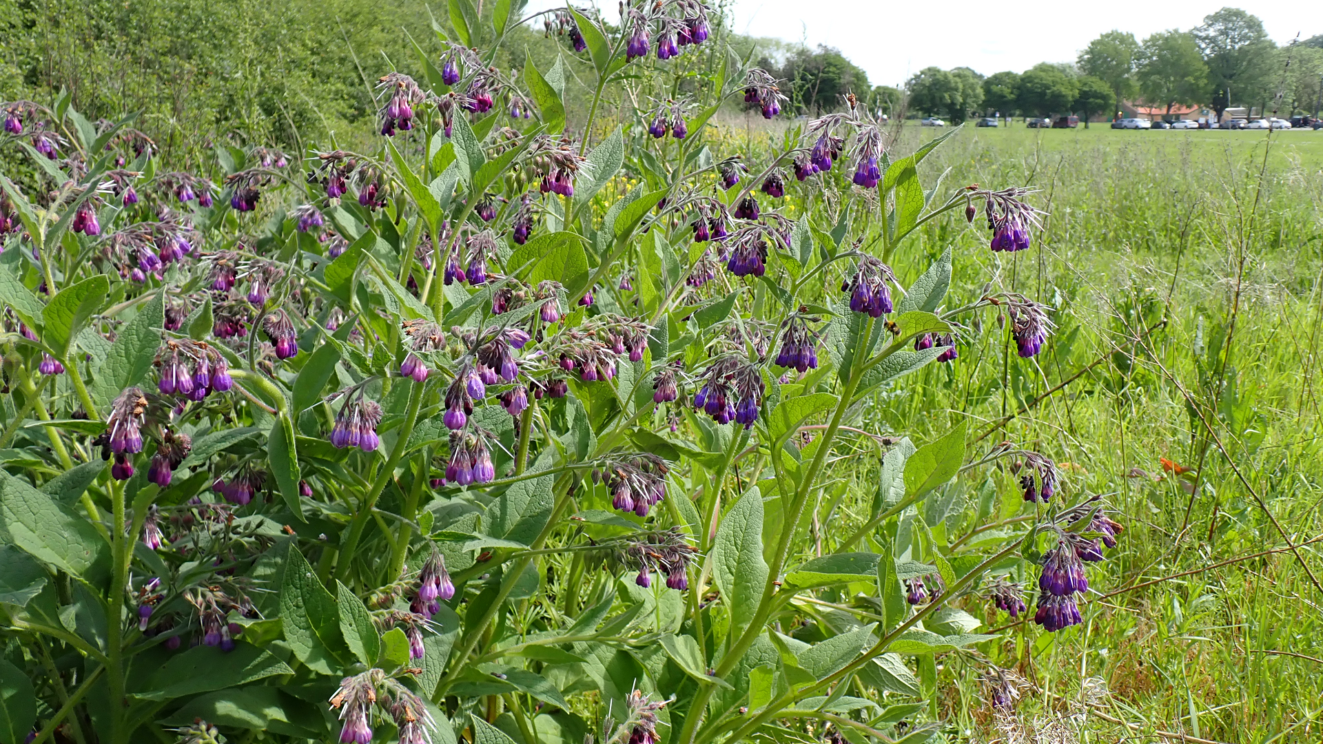 Russian Comfrey