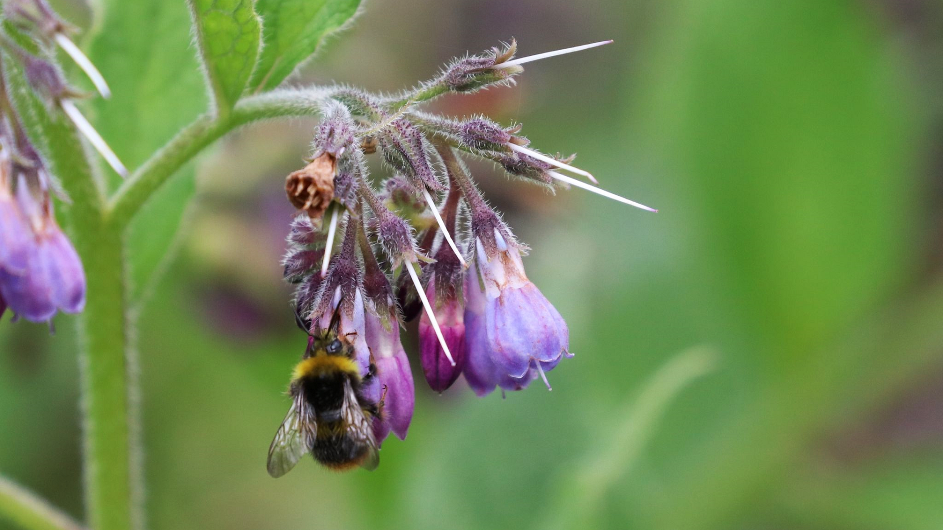 Russian Comfrey