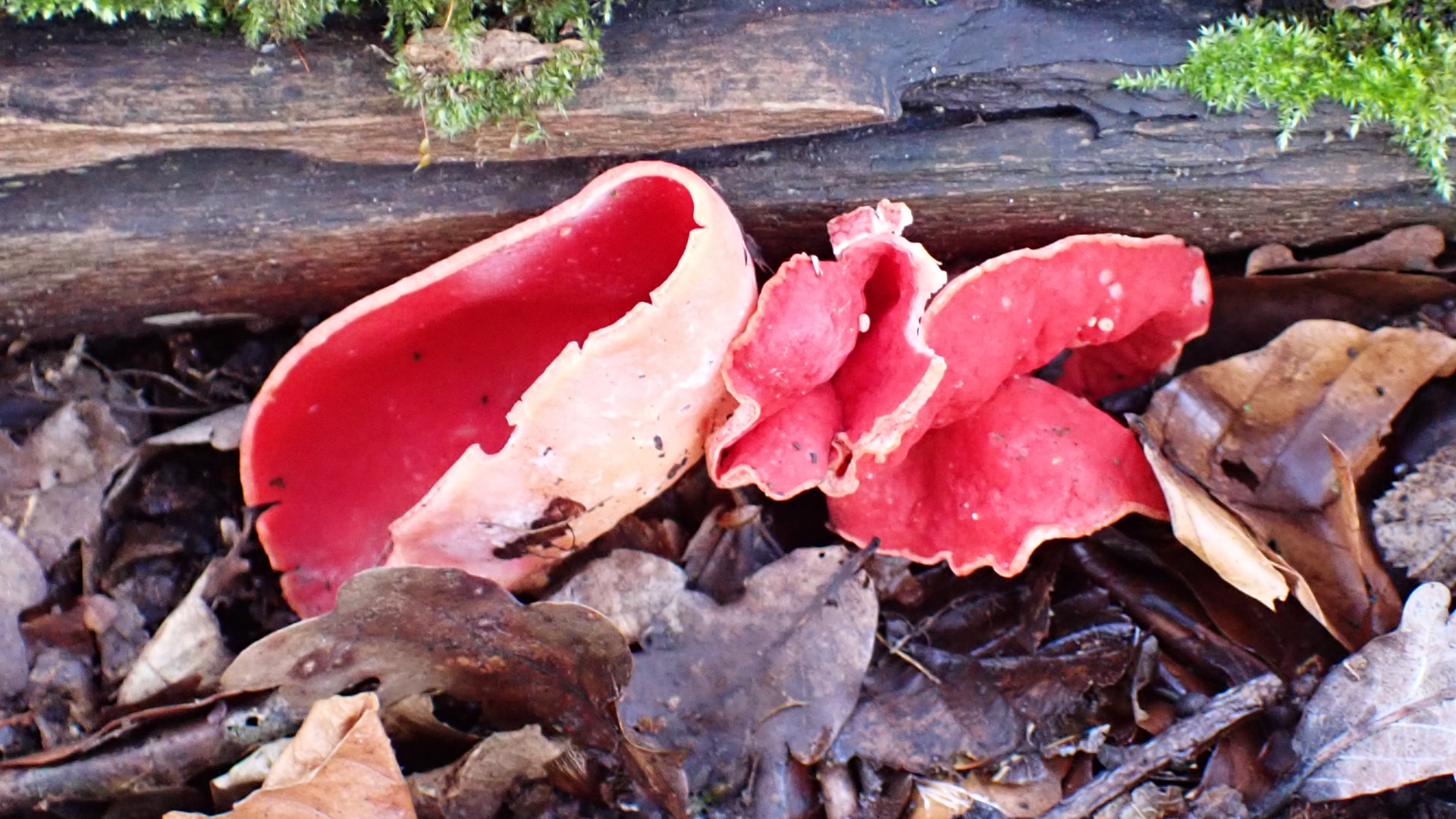 Scarlet Elfcup
﻿Sarcoscypha austriaca