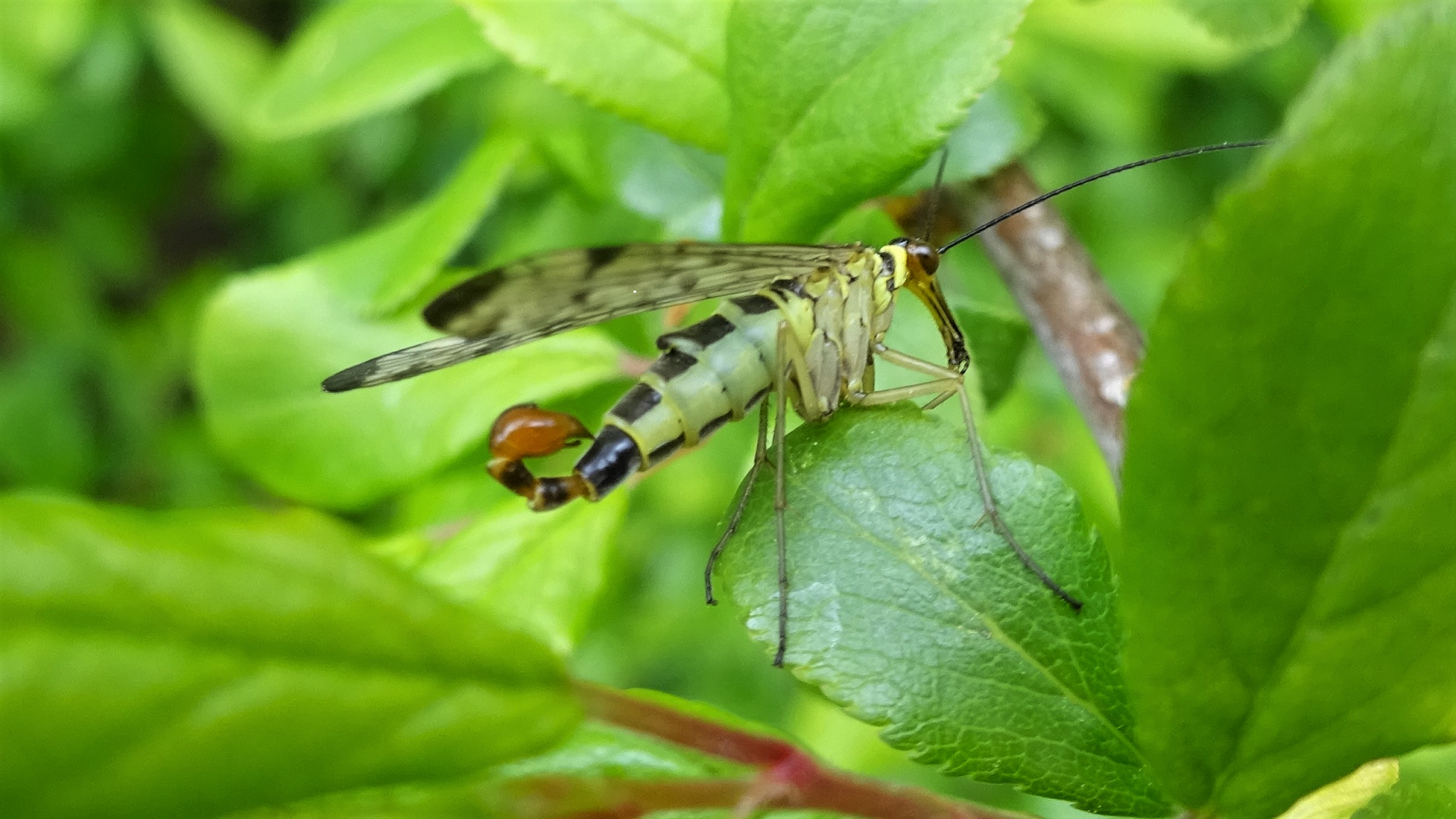 Scorpionfly