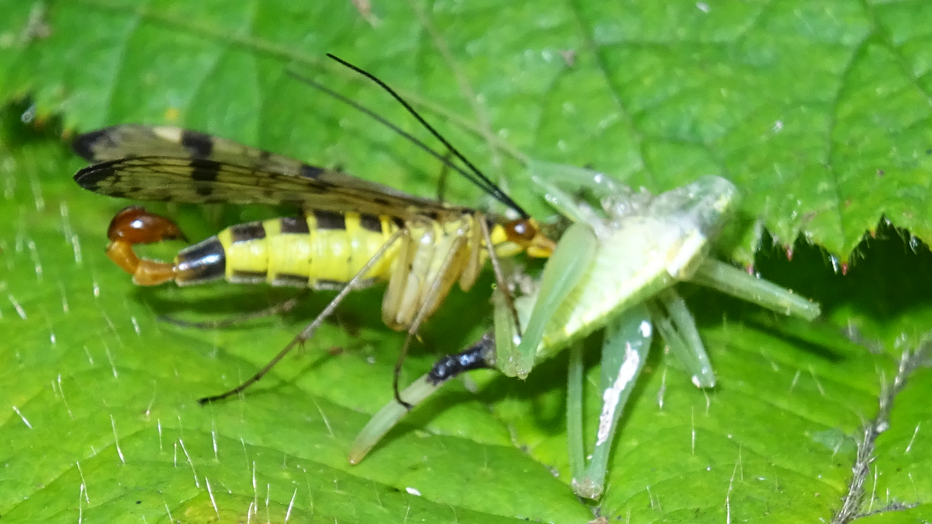 Scorpionfly