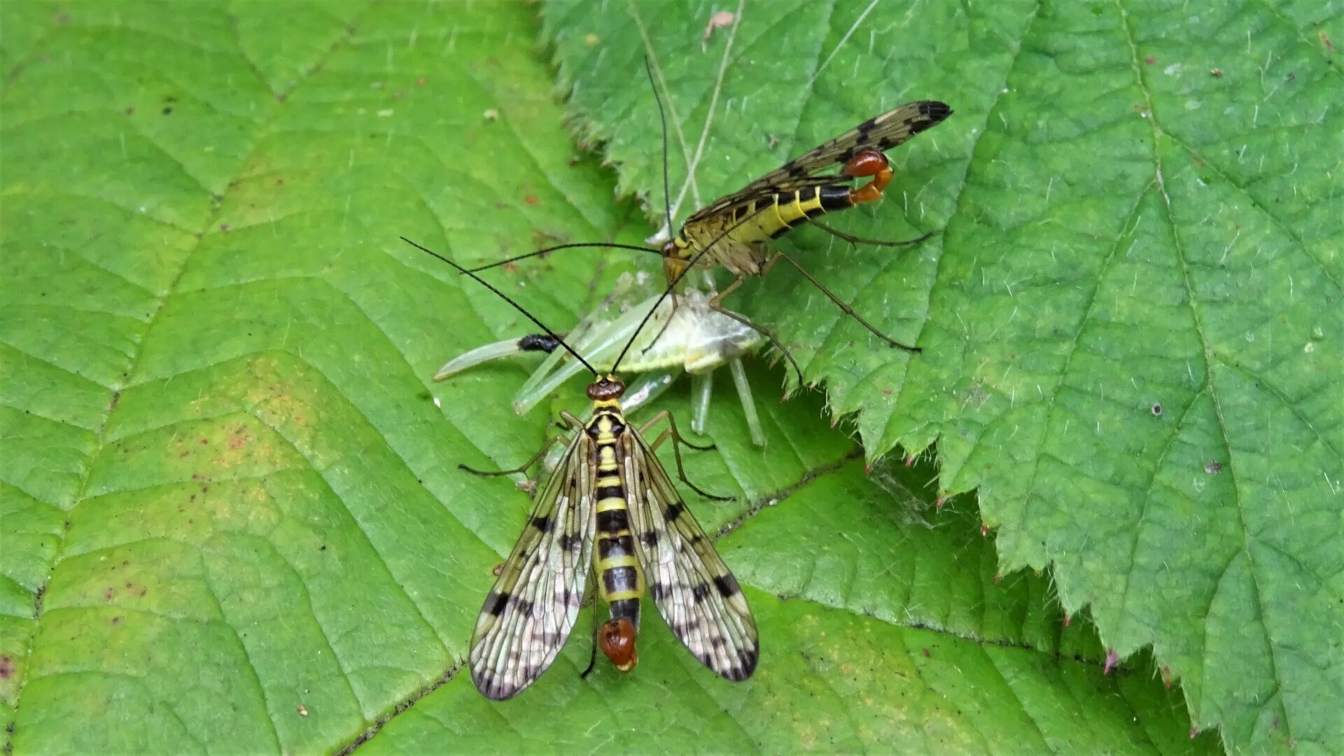 Scorpionfly