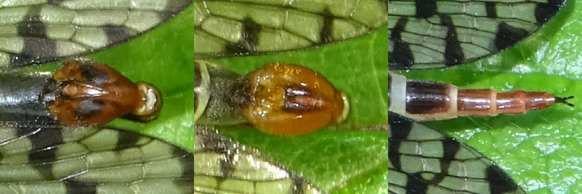 Scorpionfly tail