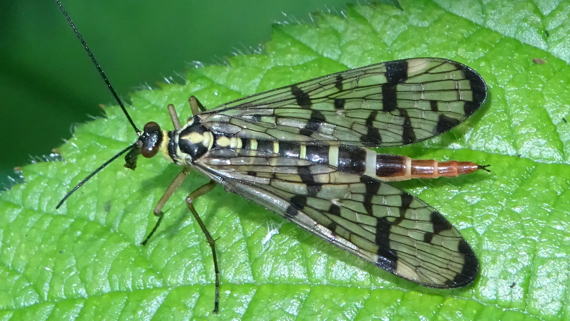 Scorpionfly