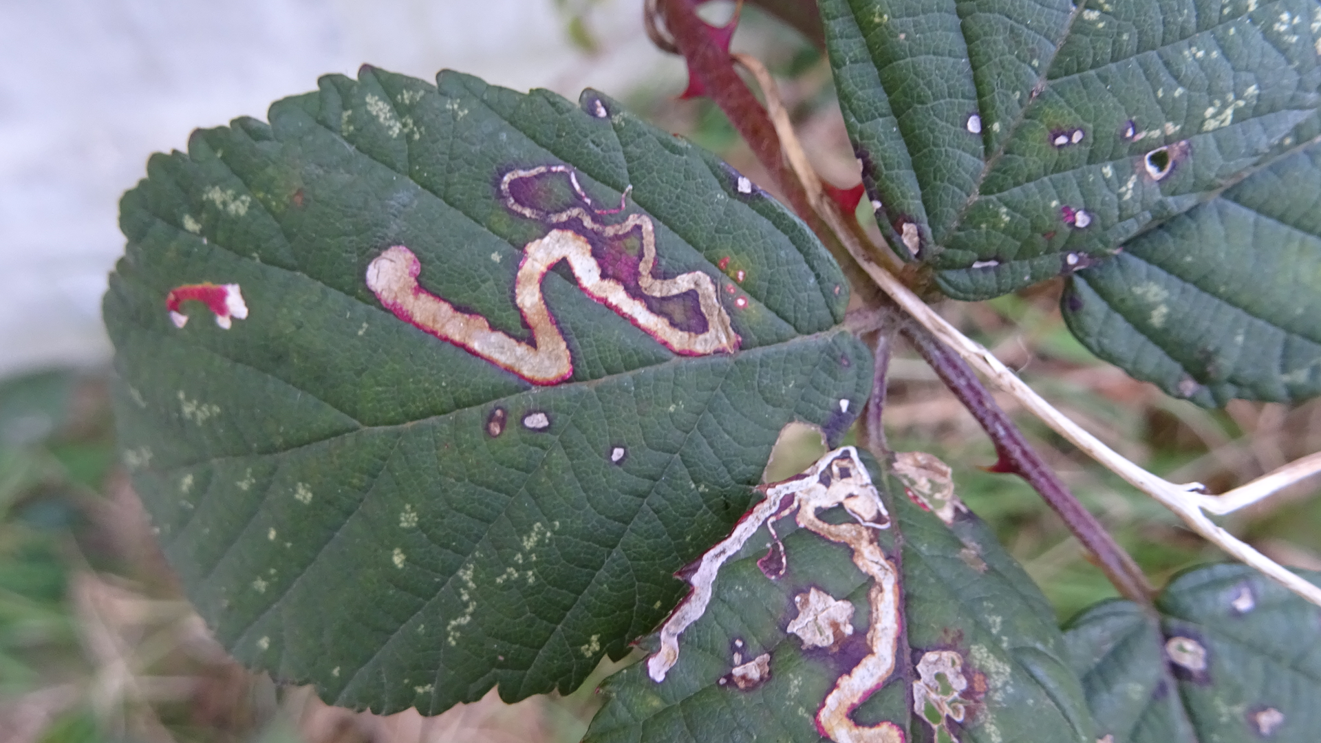 Serpentine Leafmine
Stigmella aurella
Golden Dot
