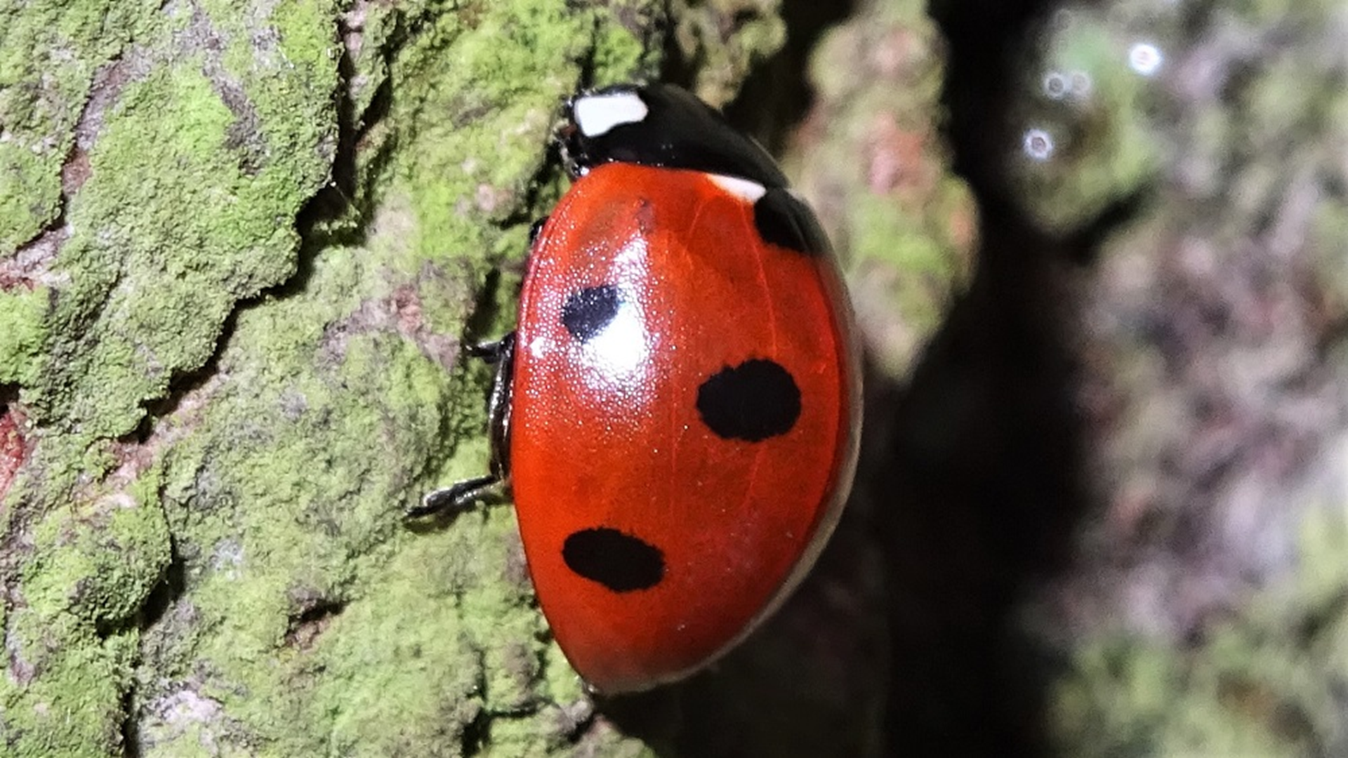 Seven-spot Ladybird
Coccinella septempunctata