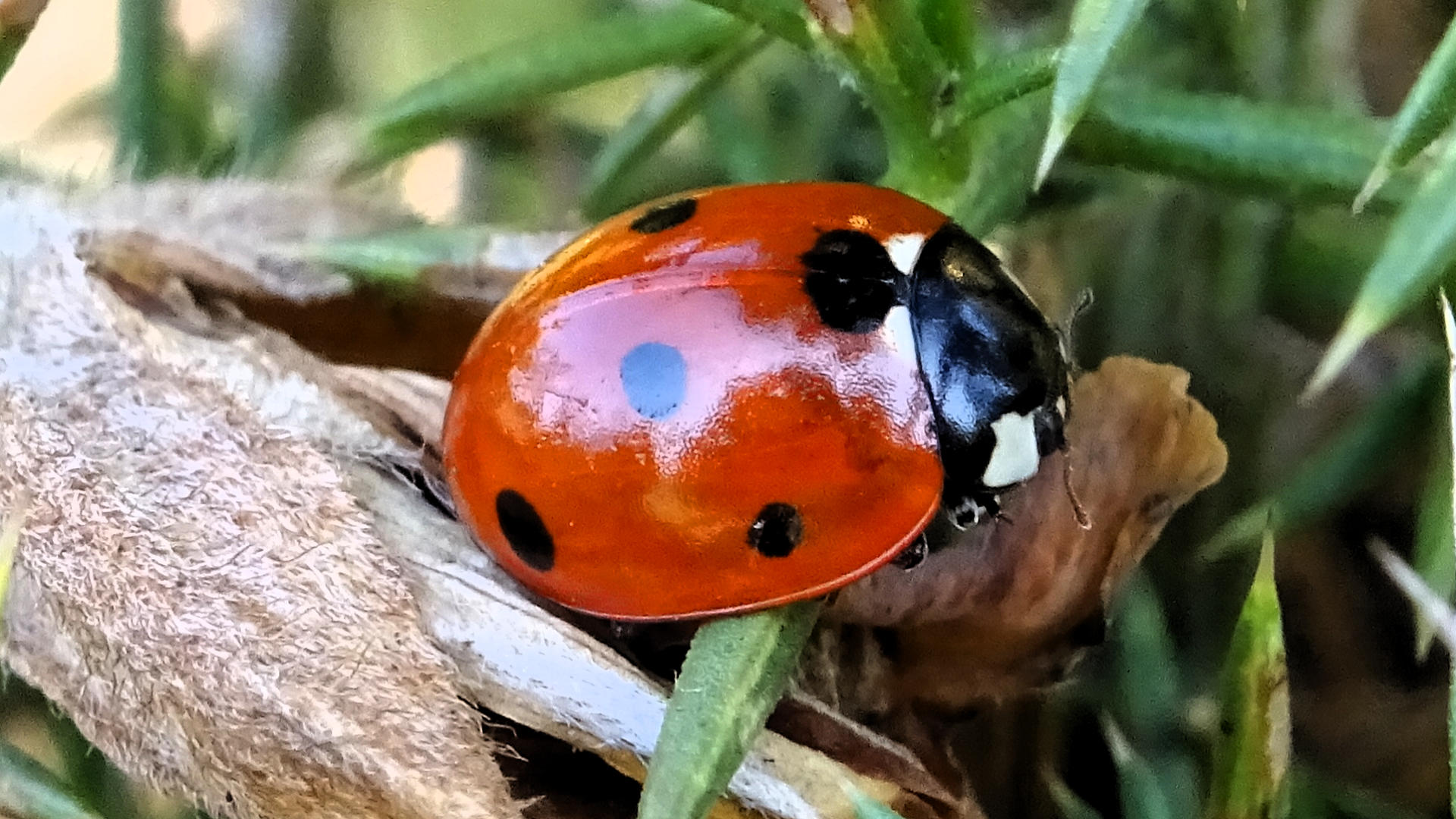 Seven-spot Ladybird