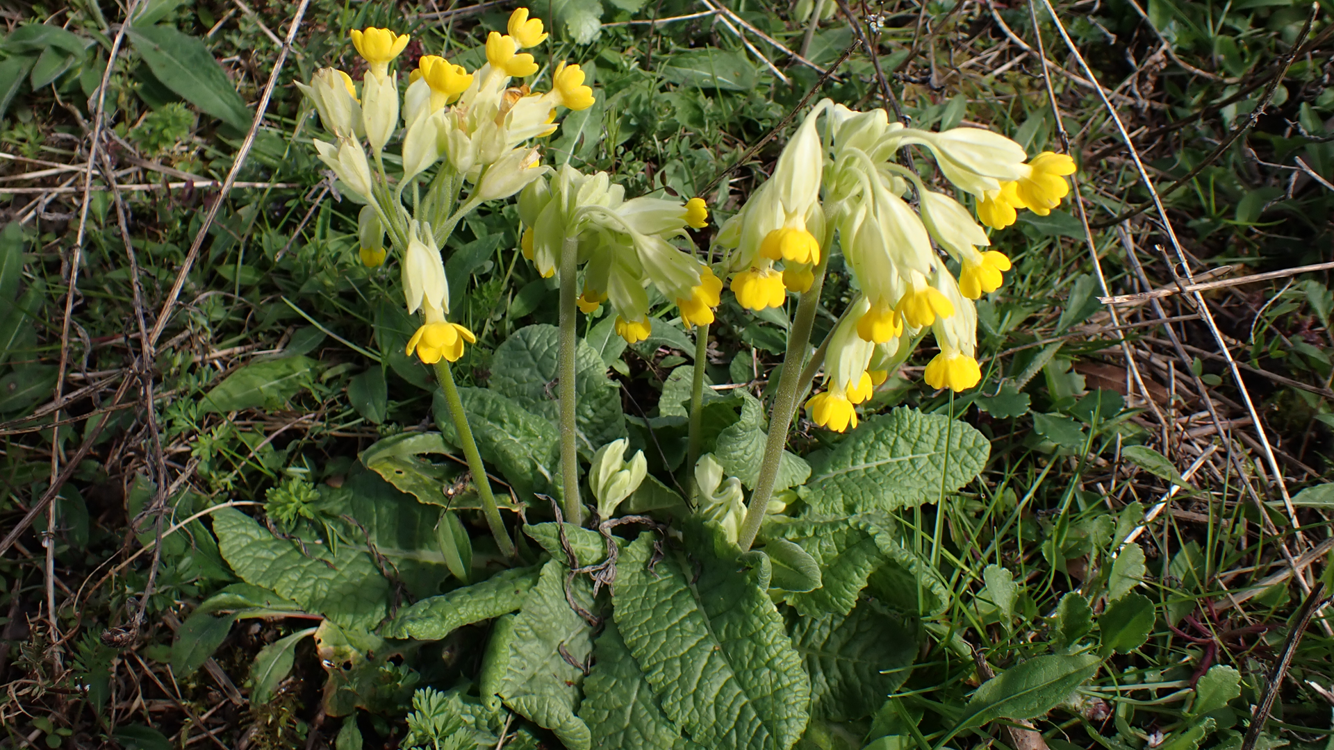 Blackthorn
Prunus spinosa