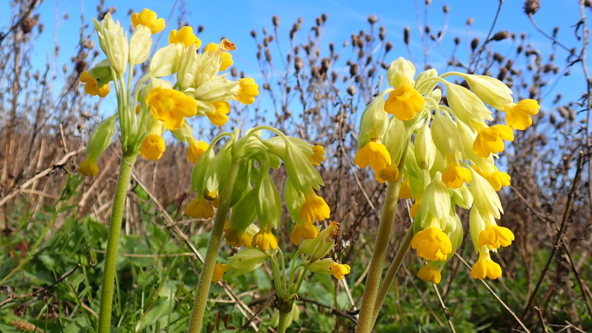 Cowslip
Primula veris
