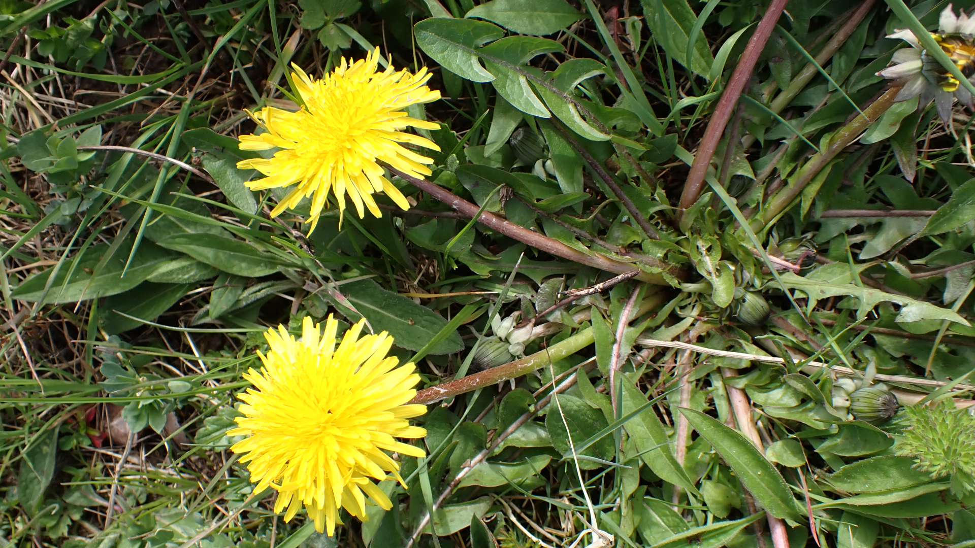 Dandelion
Taraxacum officinale agg.