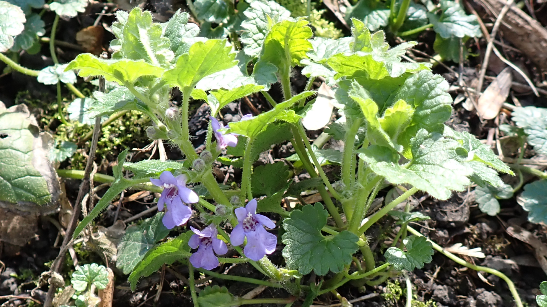 Ground Ivy
Glechoma hederacea