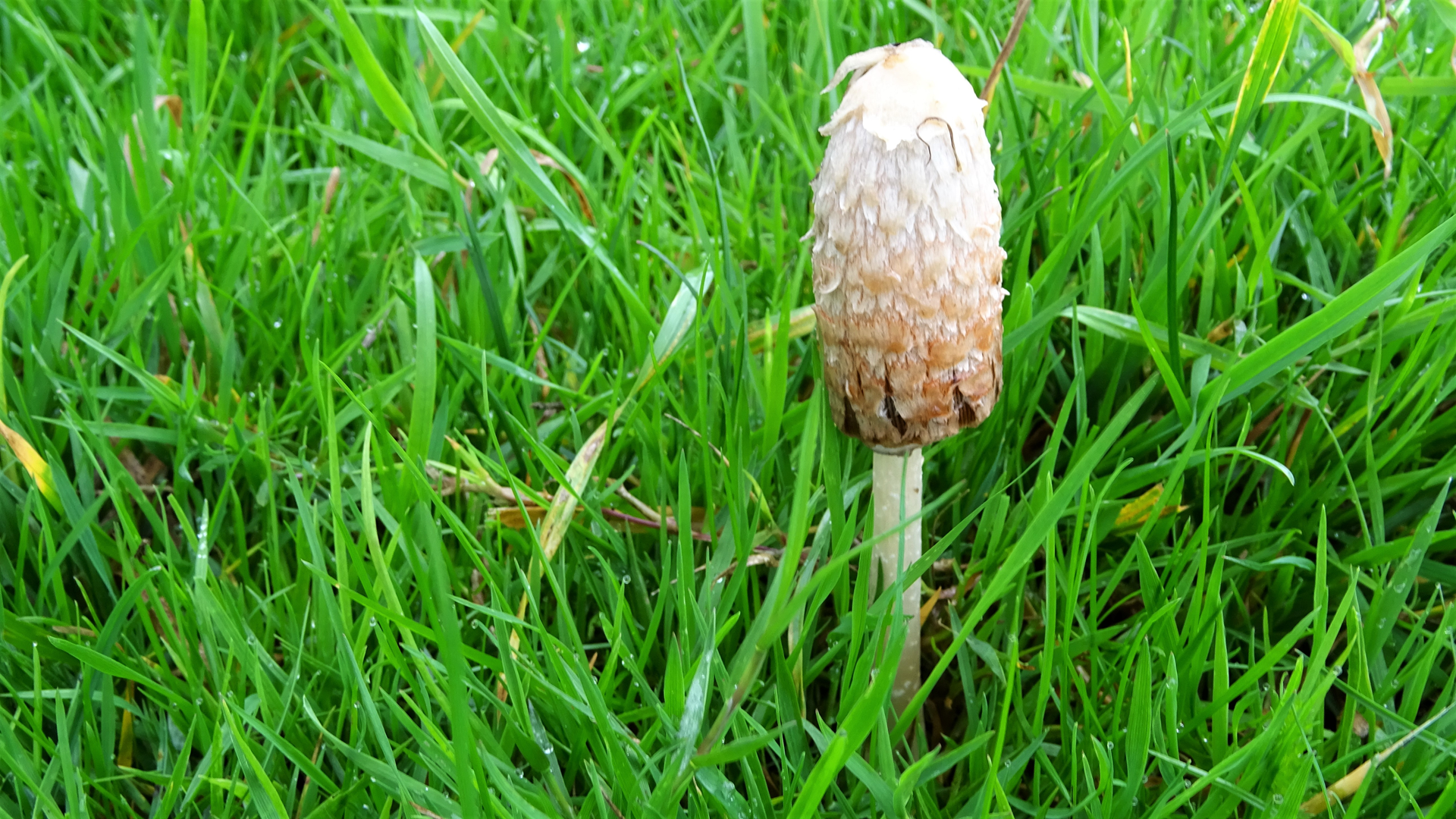 Shaggy Inkcap
Coprinus comatus
