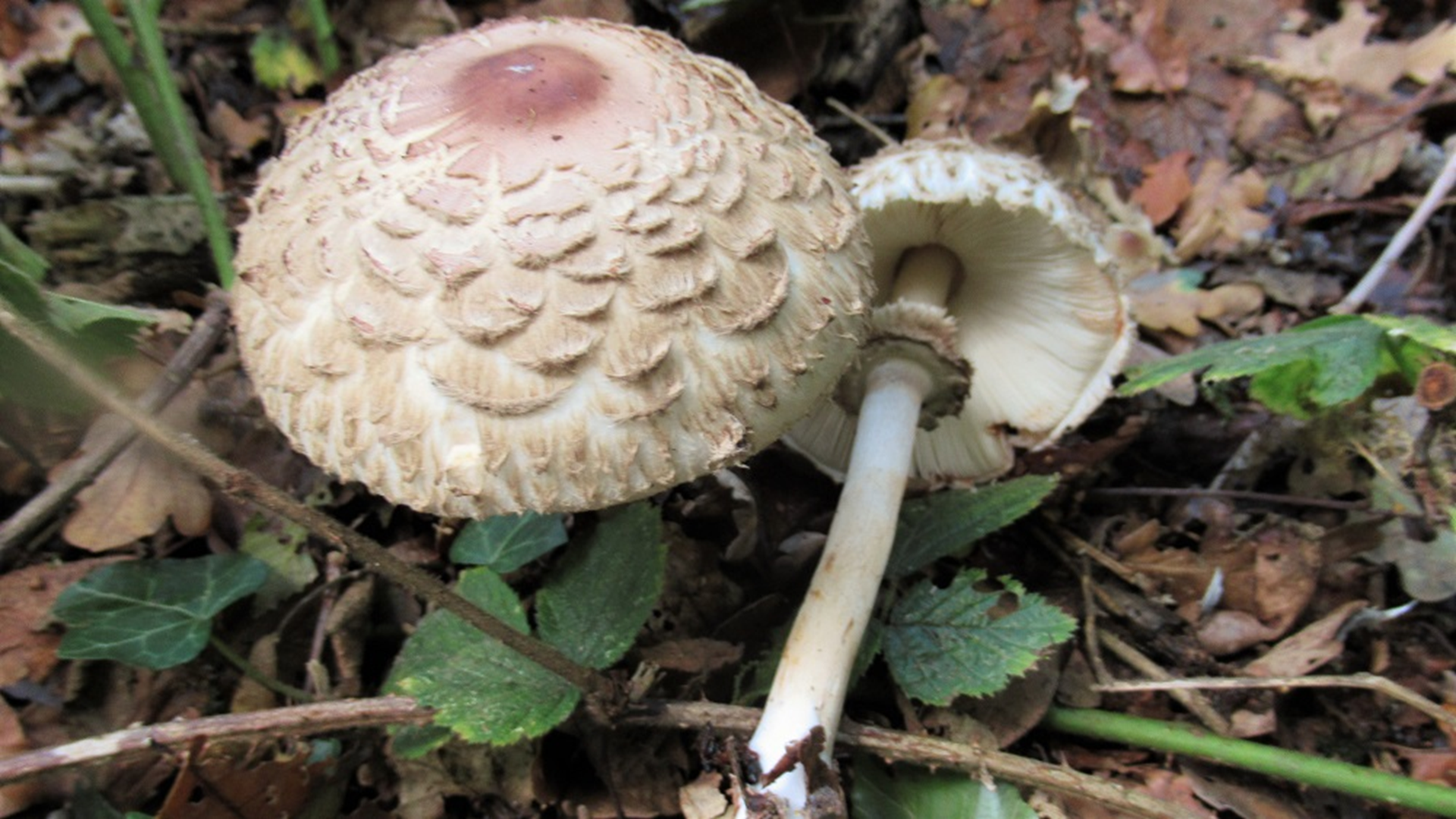 Shaggy parasol
Macrolepiota rhacodes