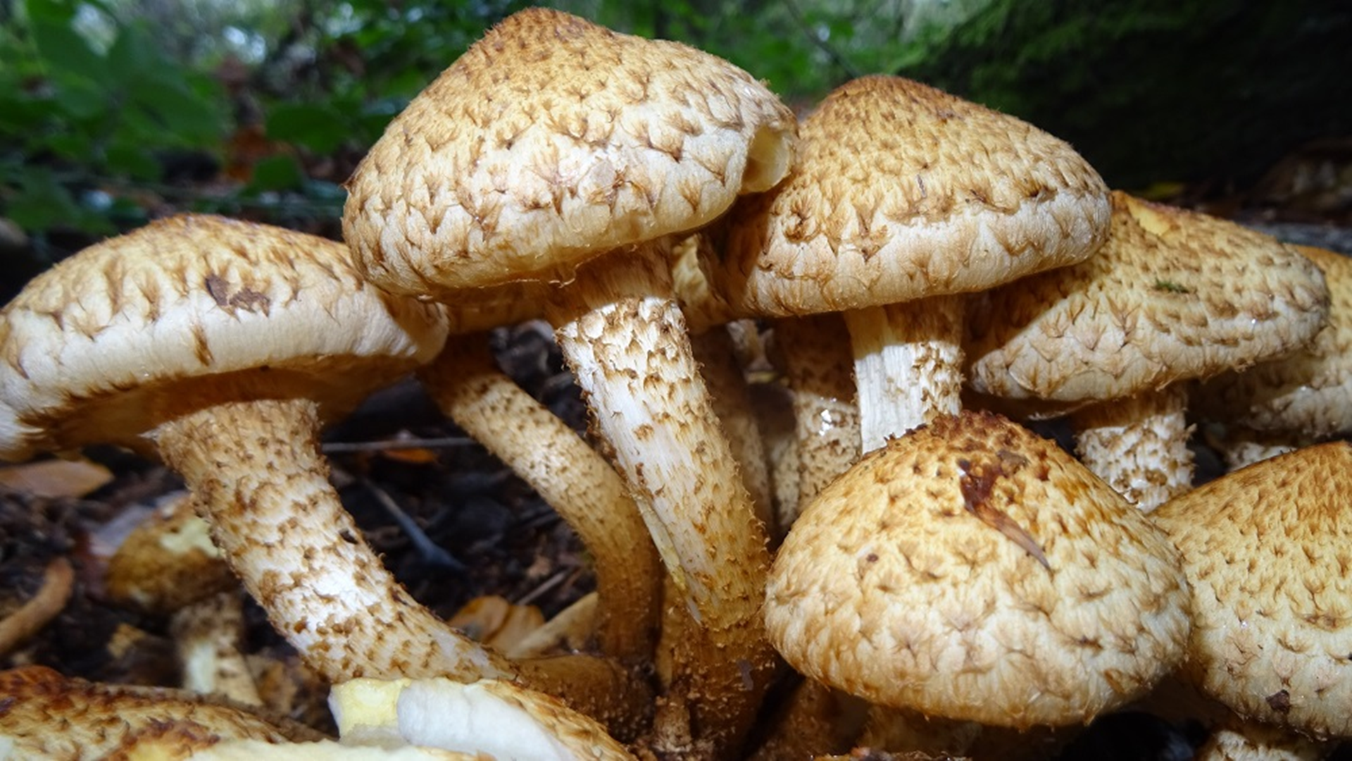Shaggy Scalycap
Pholiota squarrosa