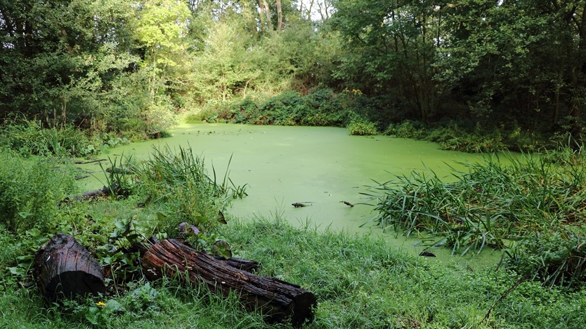 Sheepwater
Chigwell Row