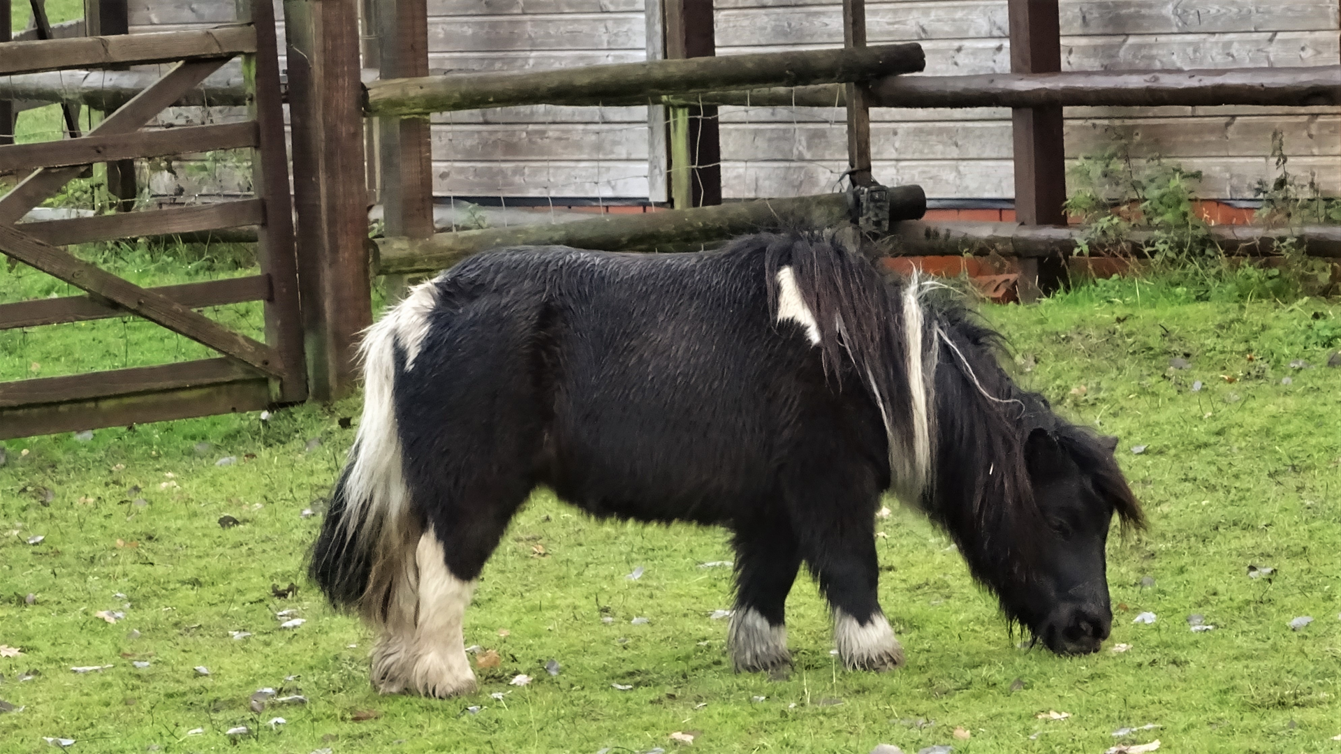 Shetland Pony
Foxburrow Farm