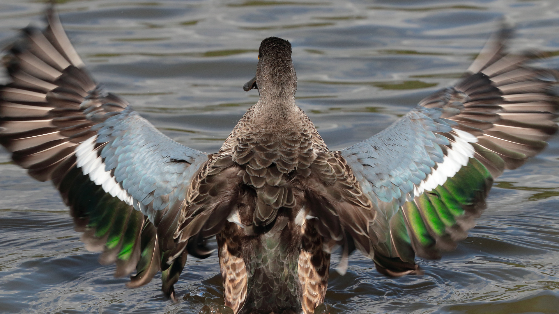 Shoveler
Anas clypeata