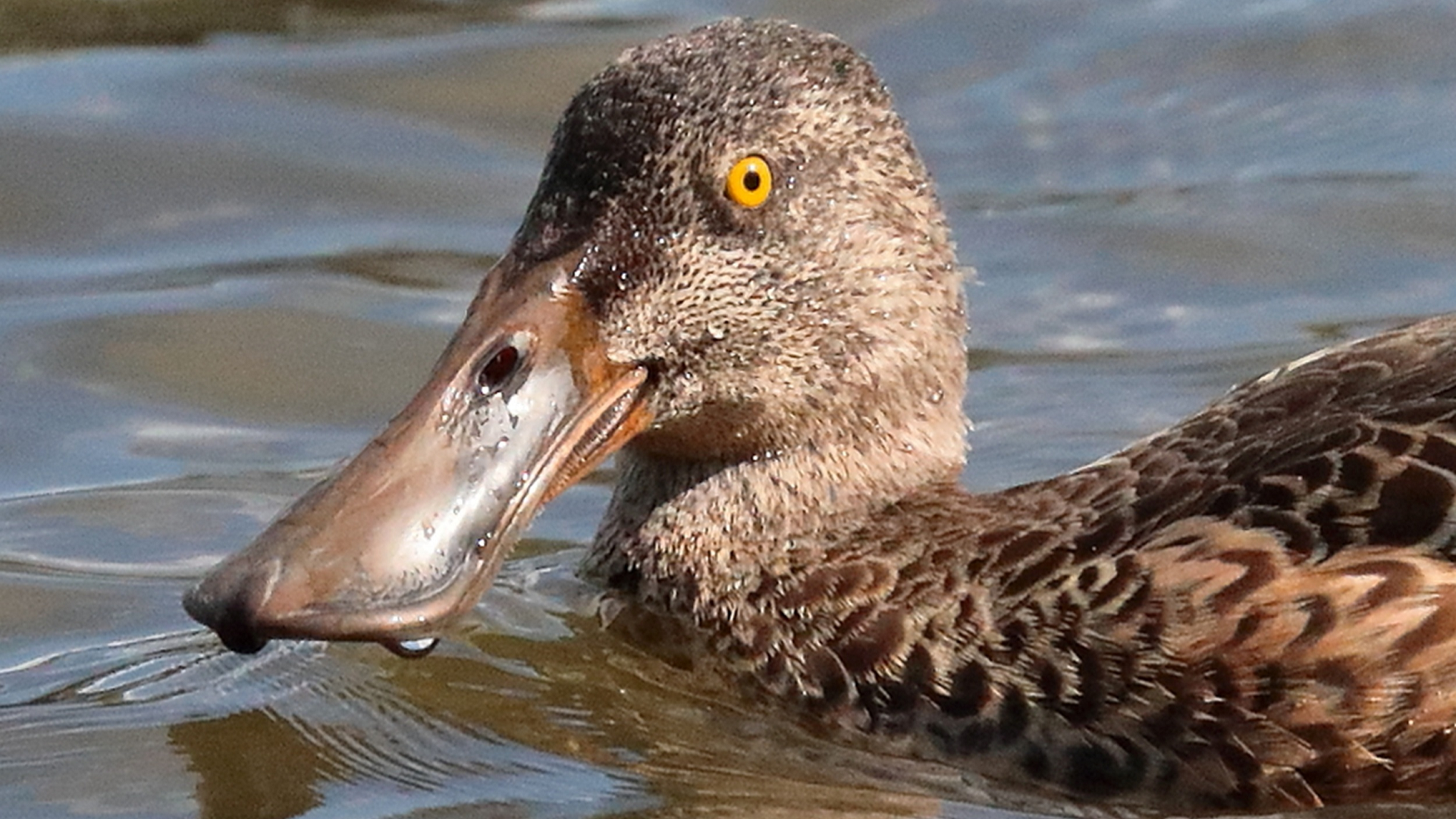 Shoveler
Anas clypeata