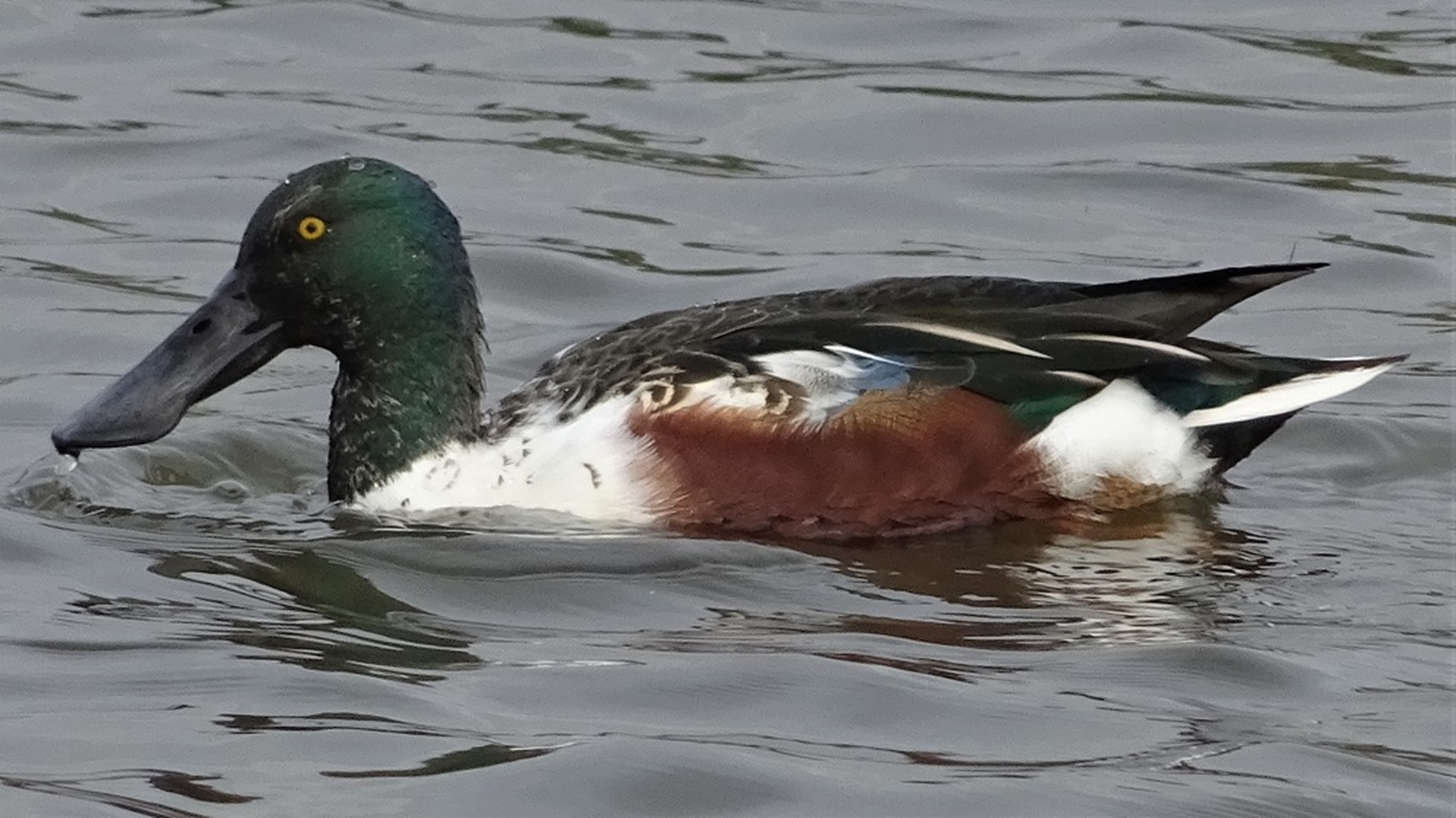 Shoveler
Anas clypeata
