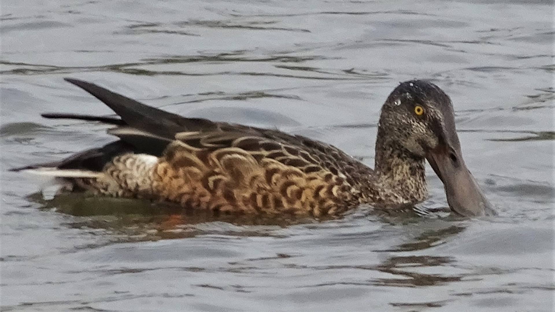 Shoveler
Anas clypeata