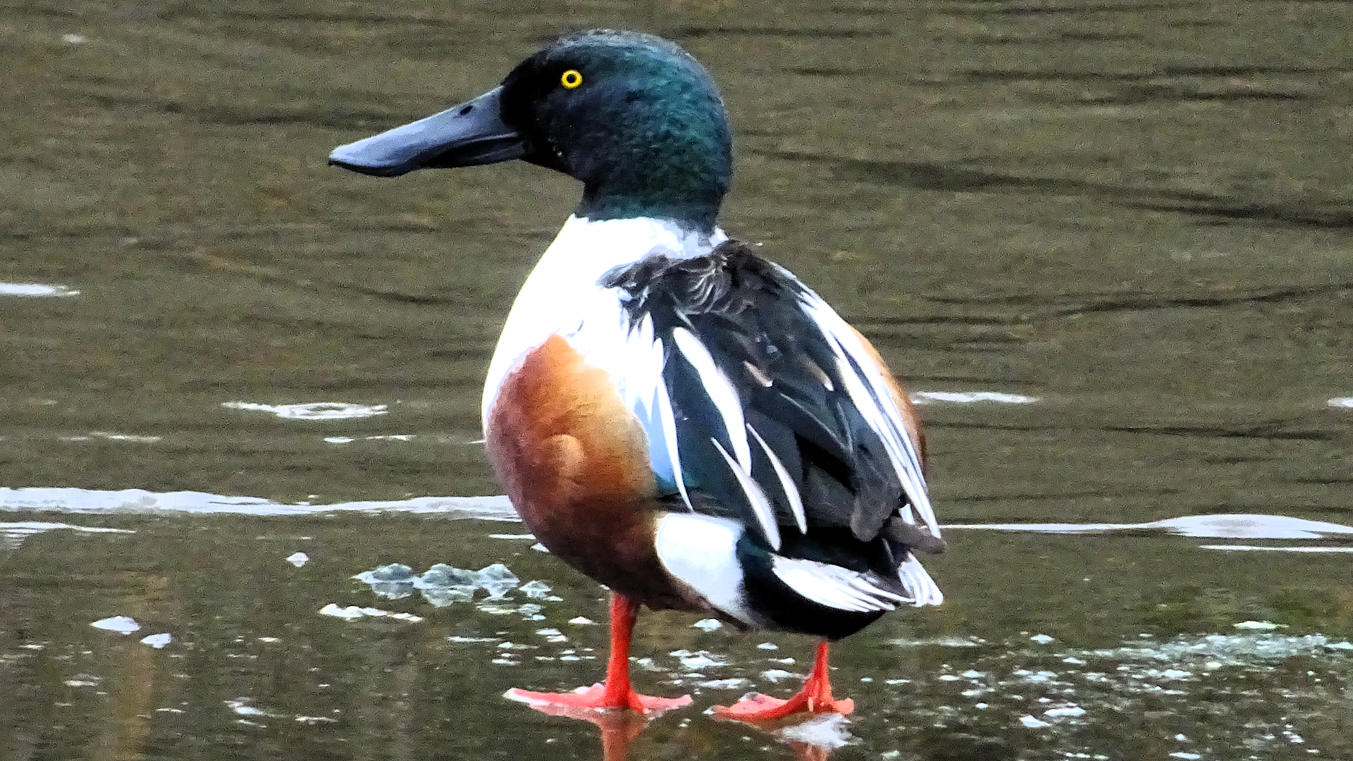 Goosander