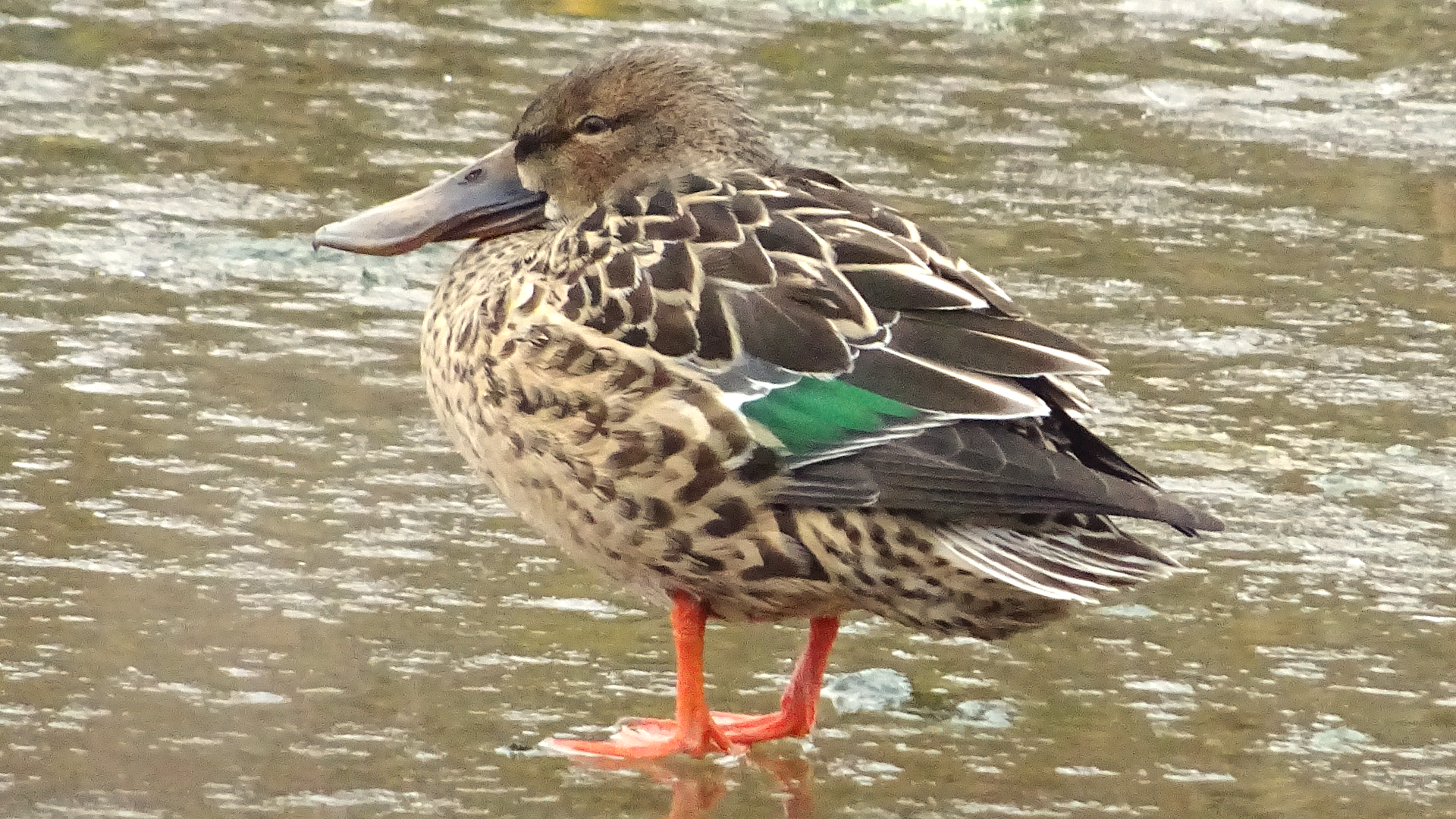 Goosander