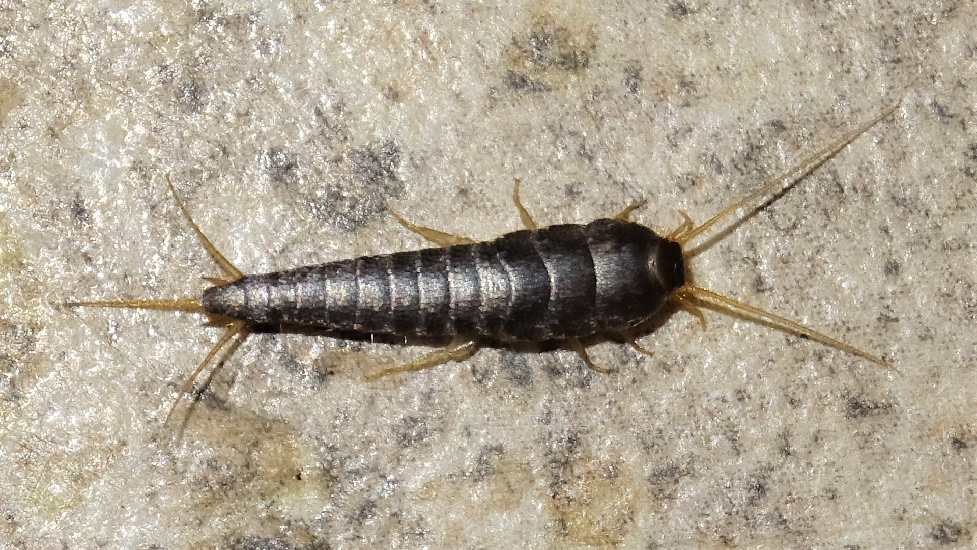 Silverfish