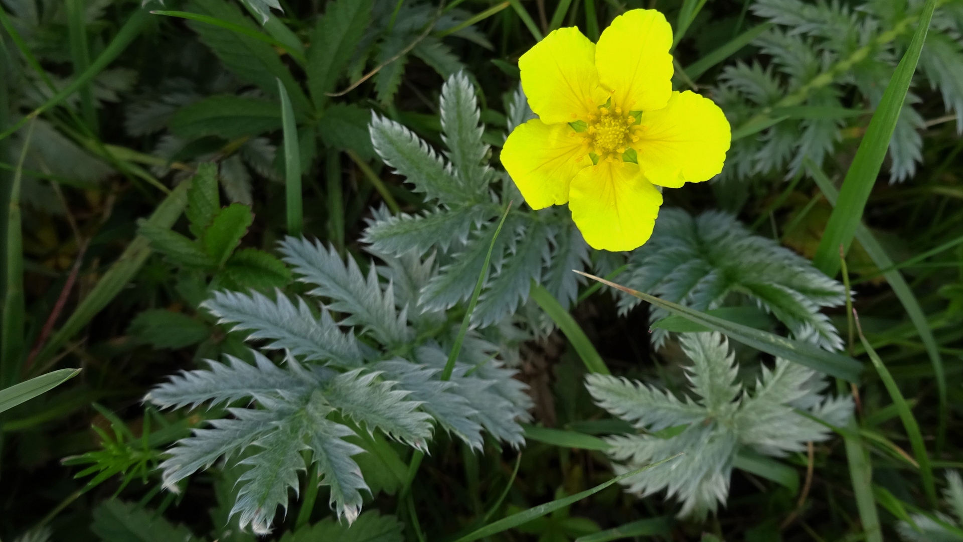 silverweed