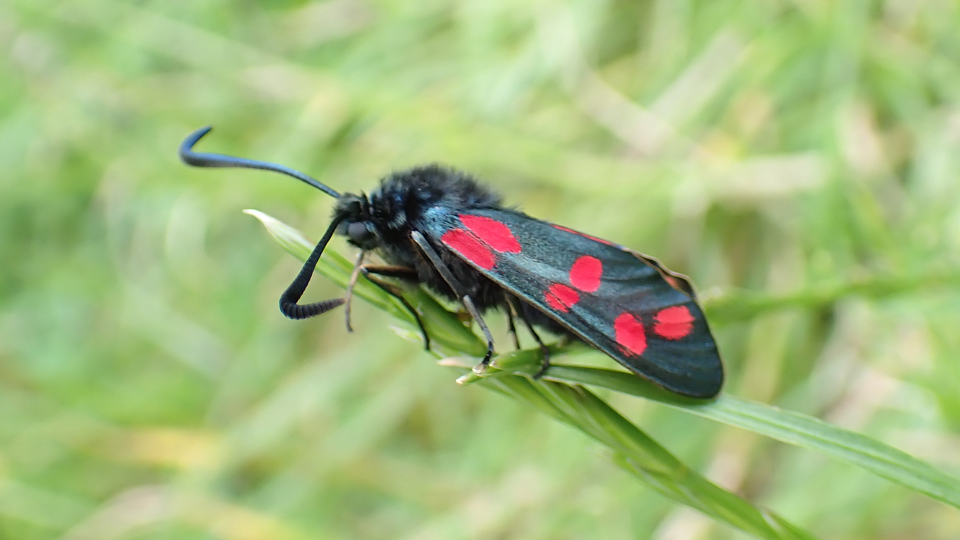 Six-spot Burnet
Zygaena filipendulae