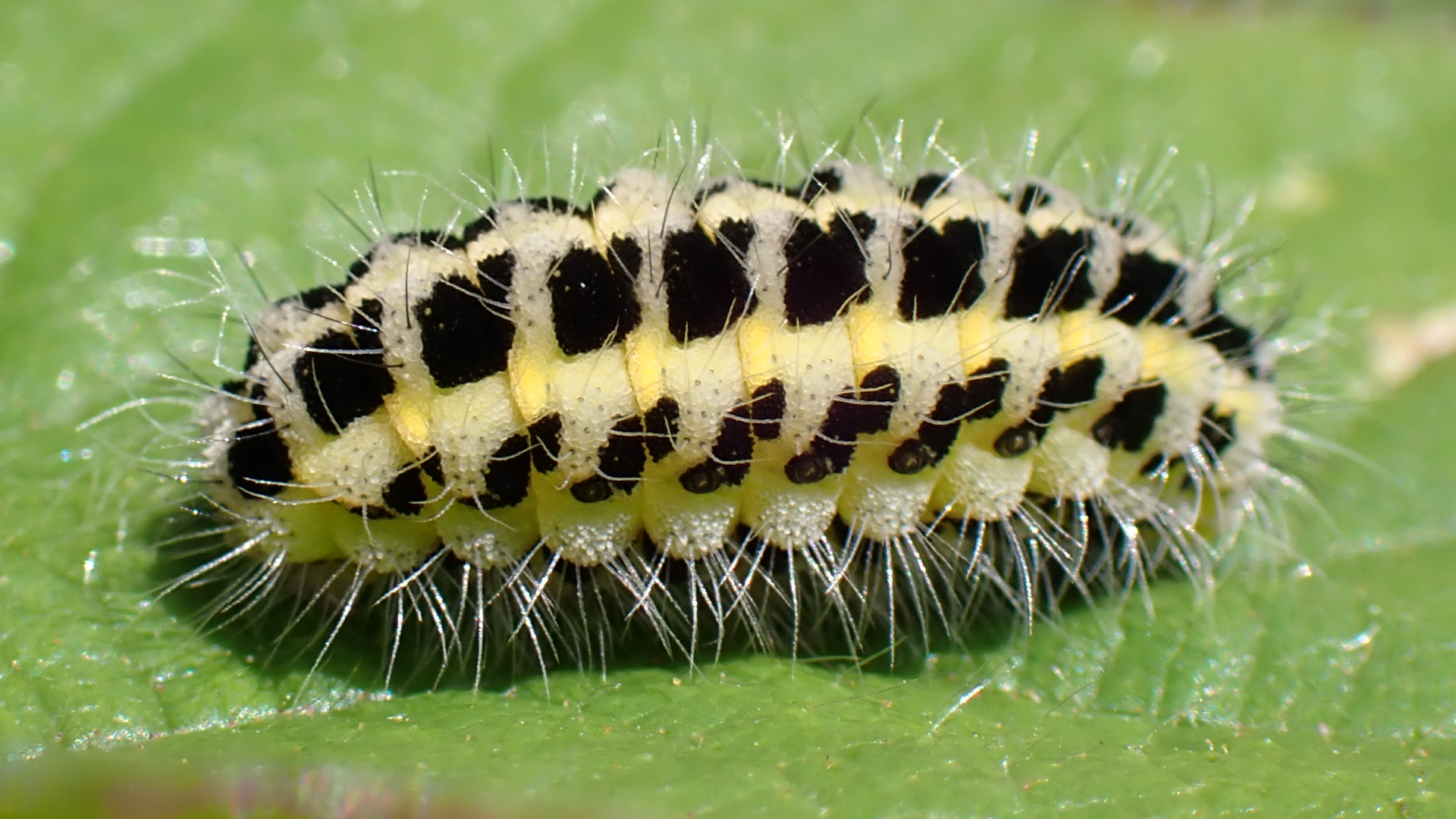 caterpillar