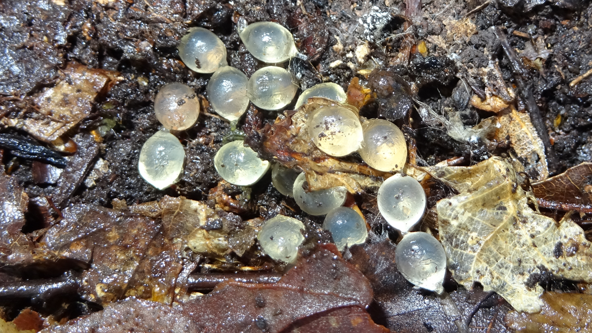 Slug Eggs
Limacus