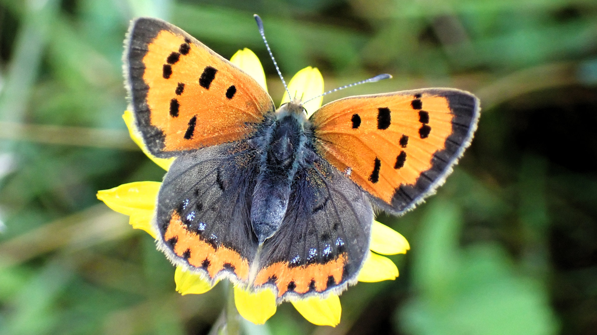 Small Copper
﻿Lycaena phlaeas