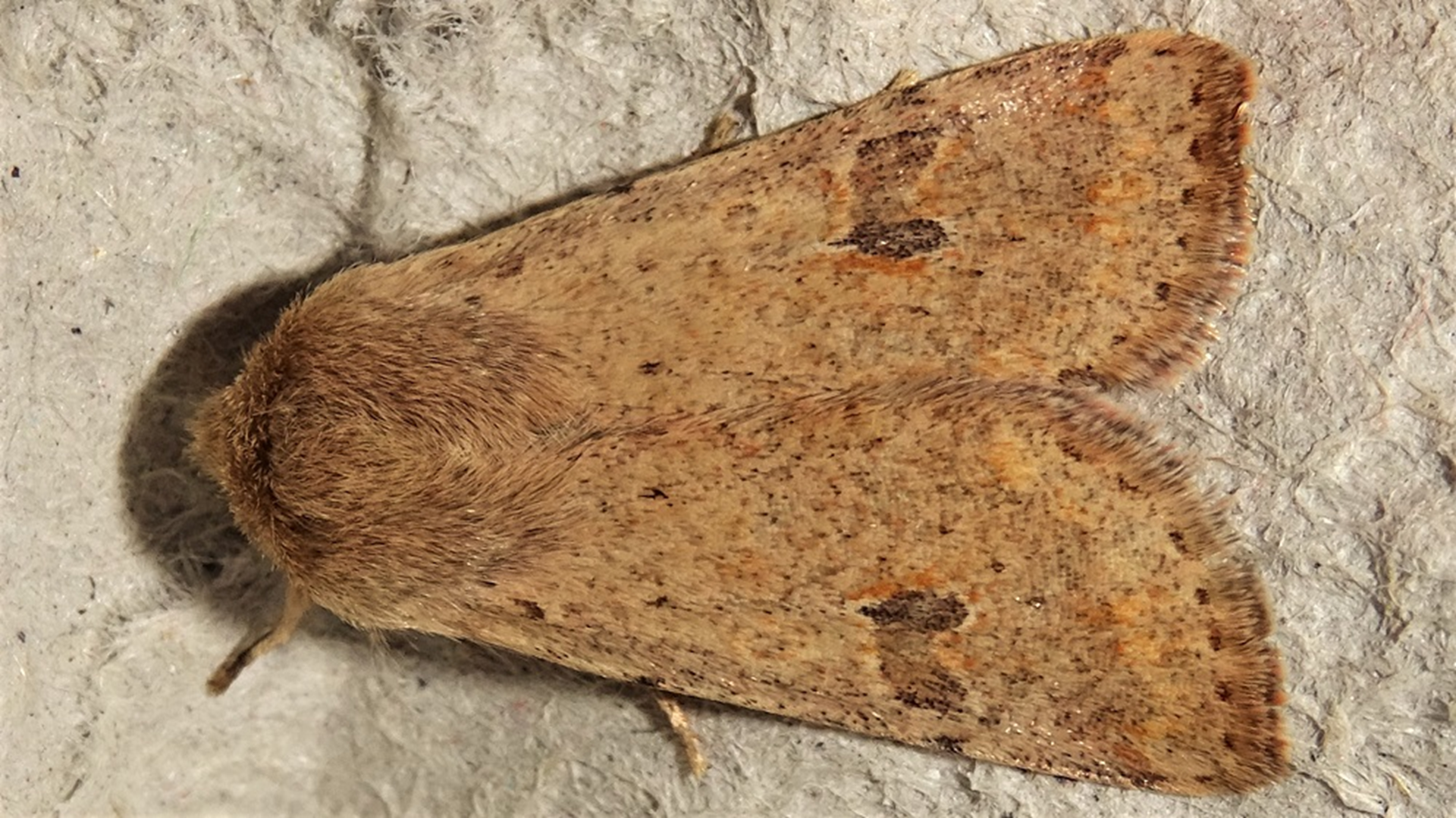 Small Quaker
Orthosia cruda