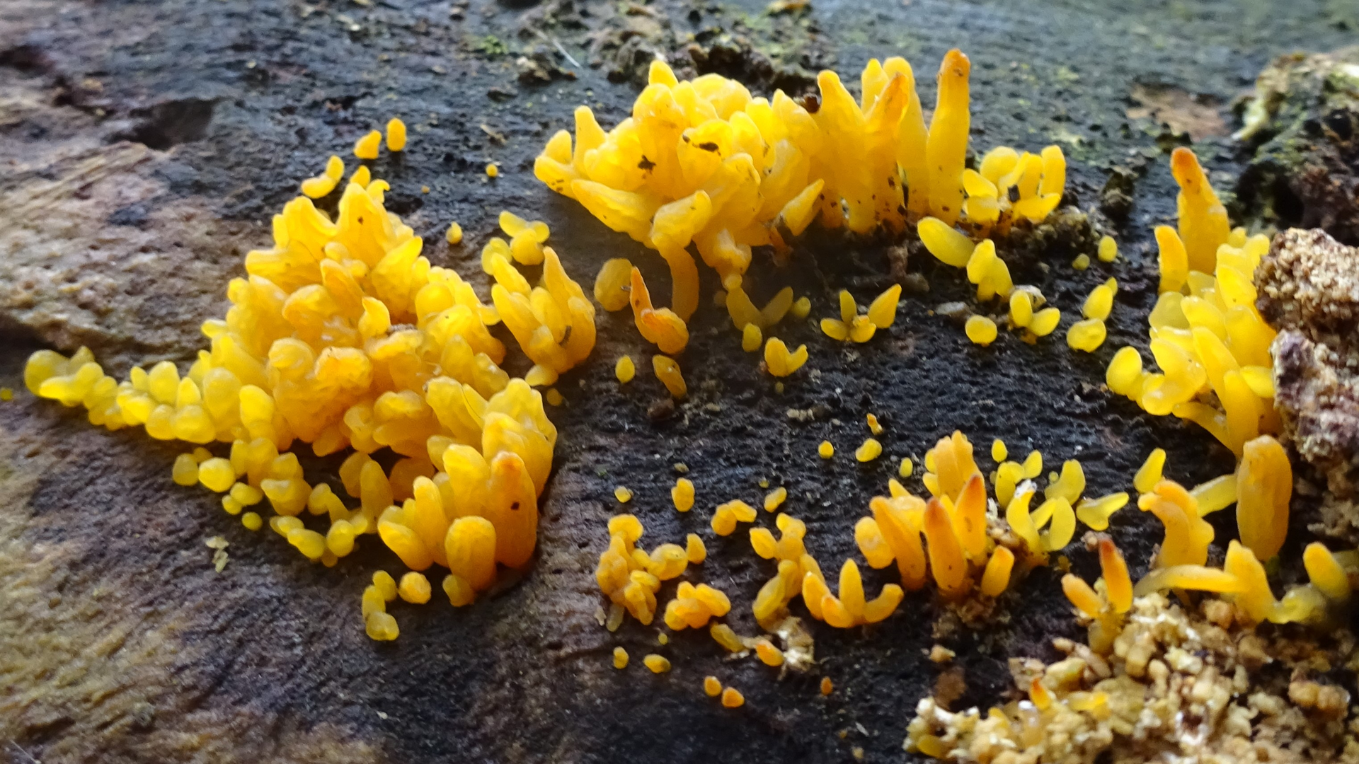 Small Stagshorn
Calocera cornea