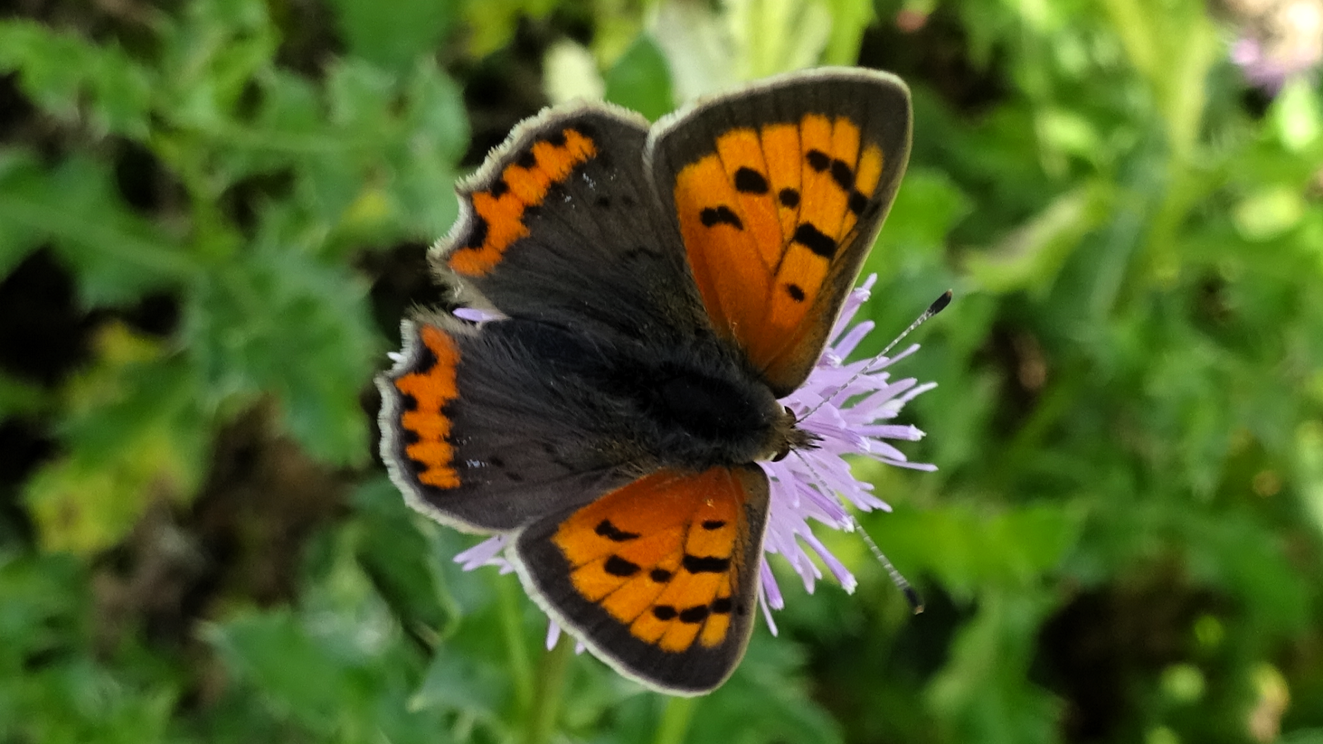 Small Copper Lycaena phlaeas