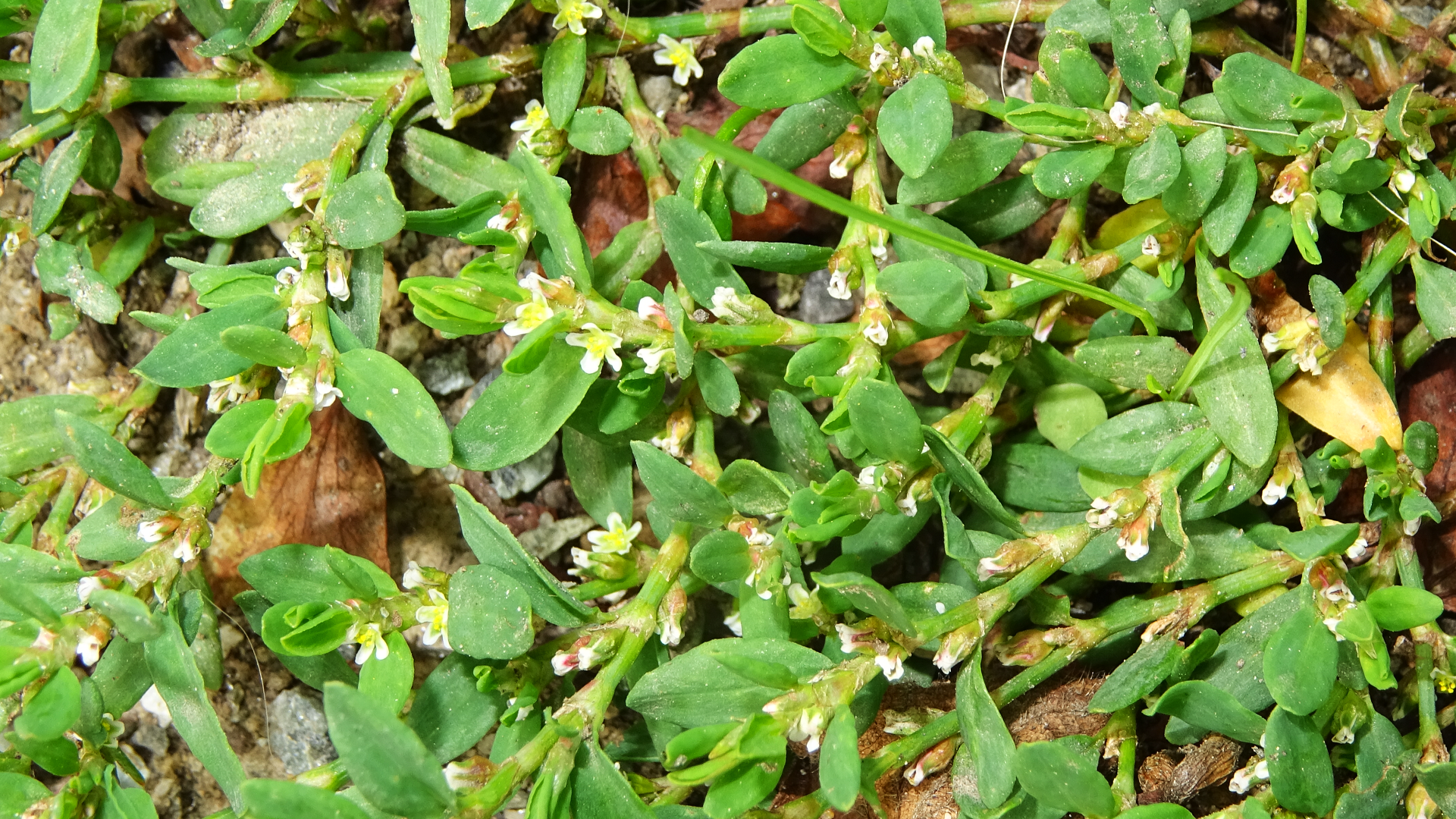 Polygonum arenastrum